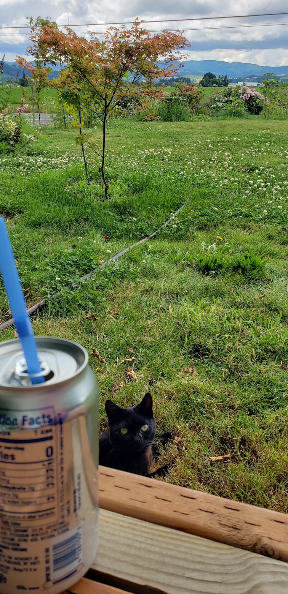 black cat looking at camera beyond soda can on garden bench